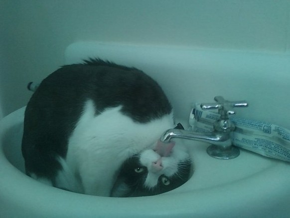 Katze trinkt komisch aus Wasserhahn