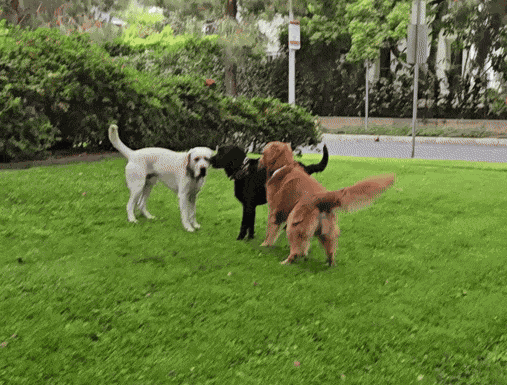 Animiertes GIF