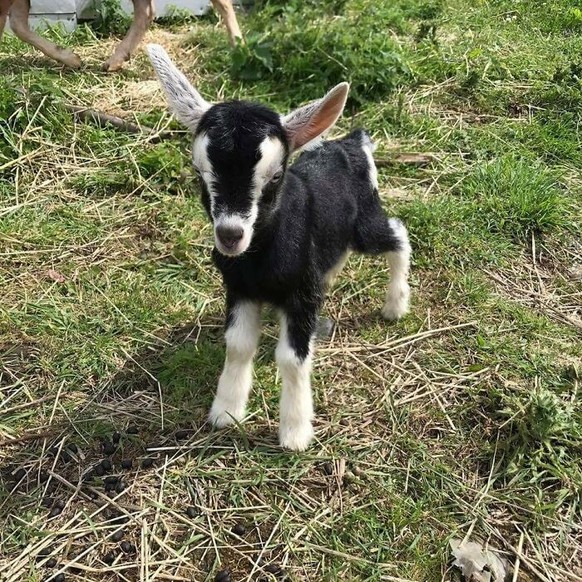 cute news animal tier goat 

https://www.boredpanda.com/cute-goats/