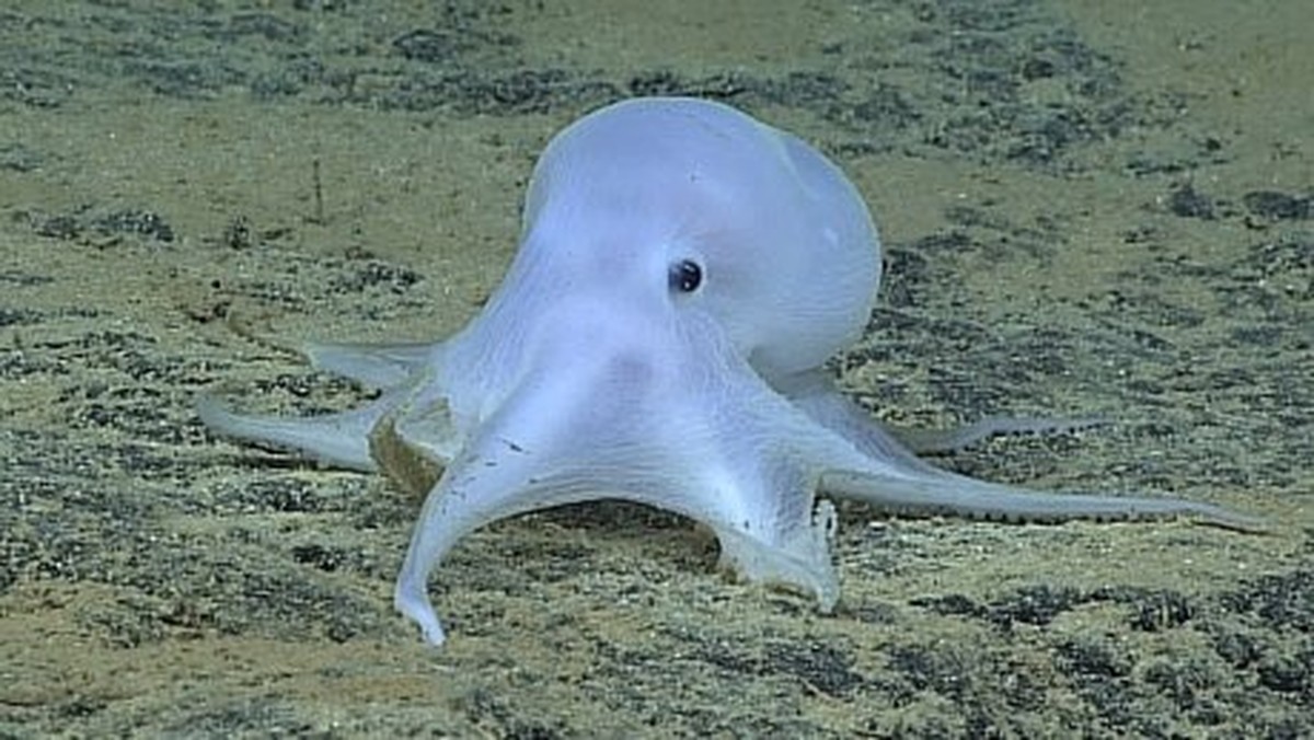 Gestatten, das ist Casper, the friendly ghost. Er lebt in 4300 Metern Tiefe und wurde zuvor noch nie gesehen.