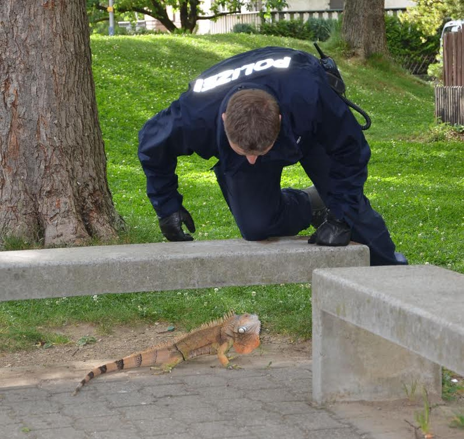 Die Haltung dieses schönen Leguans ist bewilligungspflichtig. Die Polizei schnappte das Reptil am Montagmorgen.&nbsp;