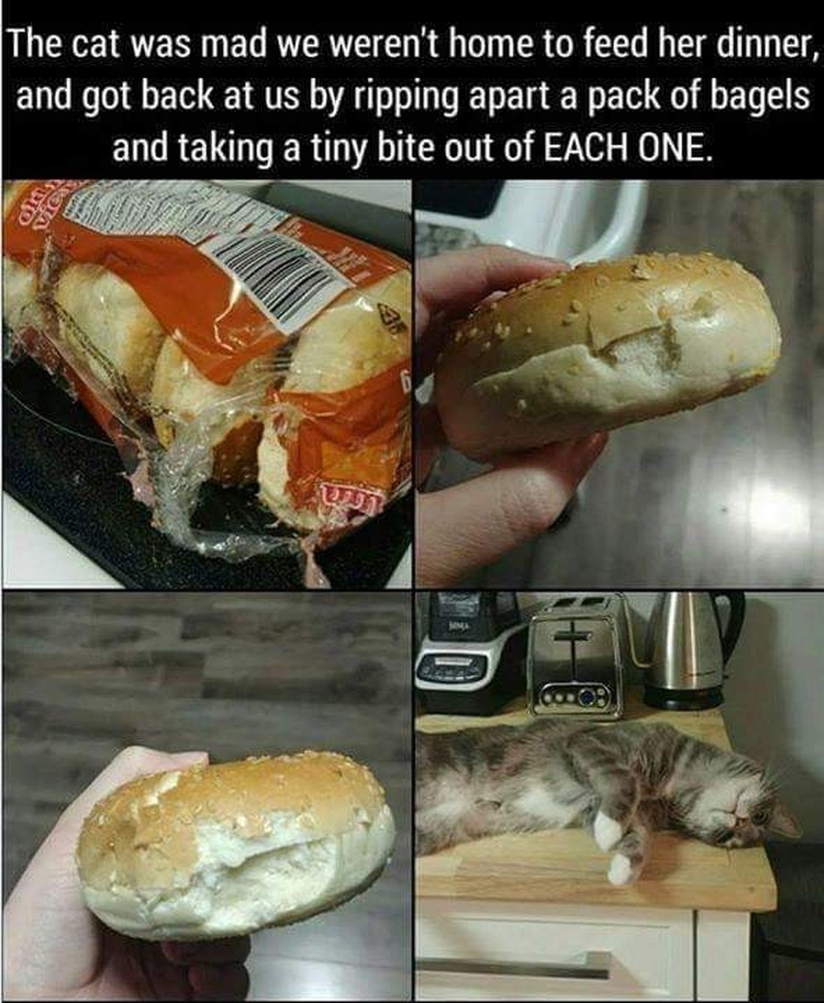 La chatte était fâchée qu'on ne soit pas là pour lui donner à manger et s'est vengée en déchirant un paquet de bagels et en prenant une petite bouchée de CHAQUE bagel.