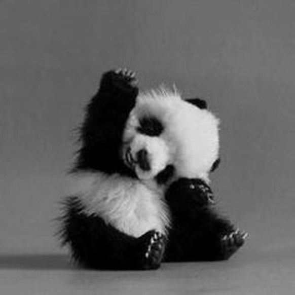 Kleiner Panda, der winkt