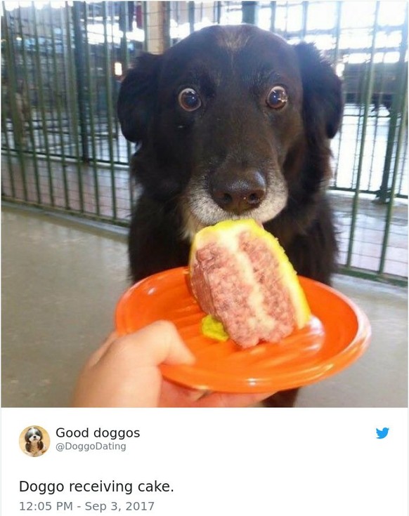 World Dog Day: Cake