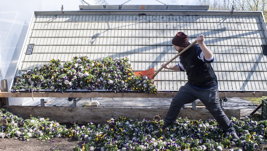 An employee of the nursery "Meier" disposes and composts the cultivated flowers and seedlings that could not be sold during the coronavirus disease (COVID-19) outbreak, in Neftenbach, Switze ...