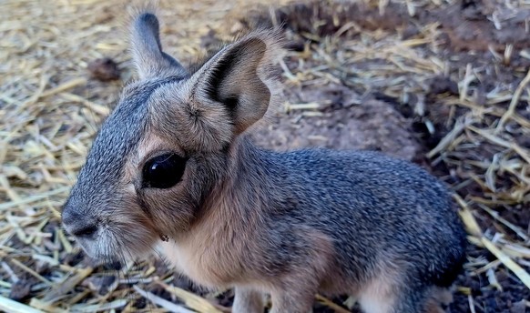 Nice News Animal Patagonia Mara Gros Mara Pampasha https://imgur.com/gallery/xe98LrJ