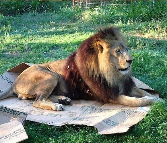 Wildkatzen sitzen in Schachteln.

http://iwastesomuchtime.com/72253