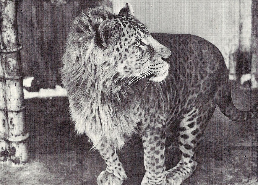 Leopon: Leopard-Männchen und Löwin &nbsp;
