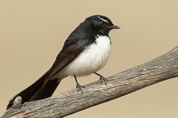 cute news tier vogel Gartenfächerschwanz