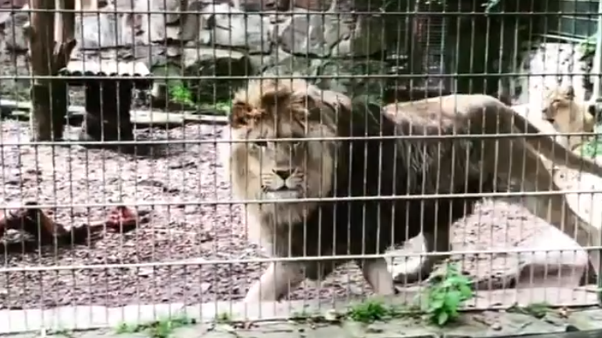 Löwe im Gehege des Eifel-Zoo.