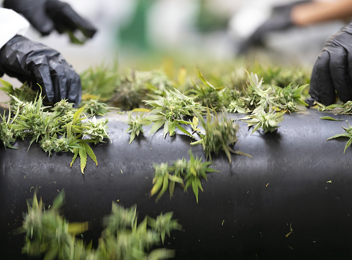 Die Tabaksteuer auf Hanfblüten mit tiefem THC-Gehalt entfällt per sofort, hat das Bundesgericht entschieden. (Archivbild)