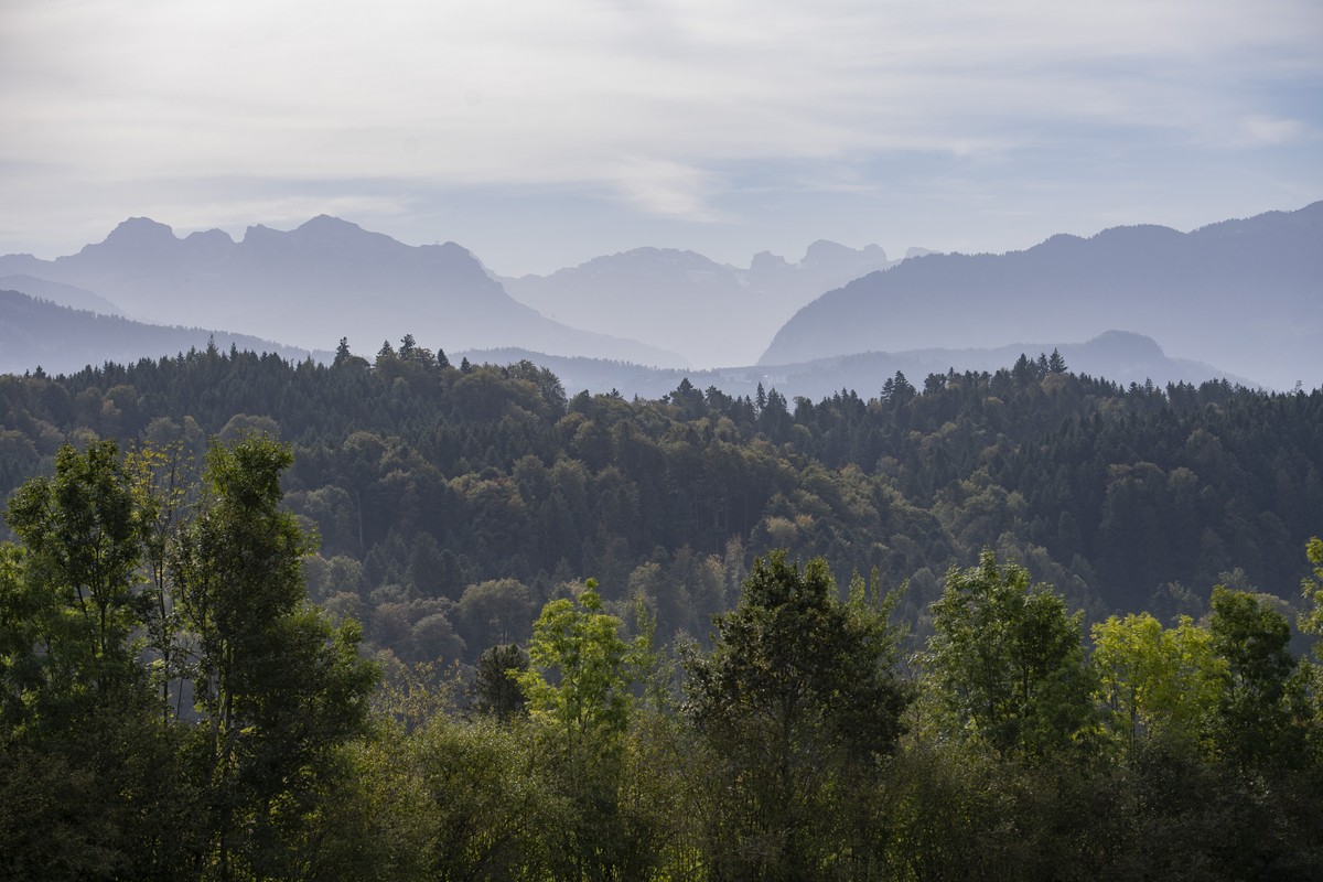 Ein Wald mit noch immer gruenen Baeumen bei warmem Herbstwetter in der Gemeinde Adligenswil im Kanton Luzern am Dienstag, 10. Oktober 2023. (KEYSTONE/Urs Flueeler).