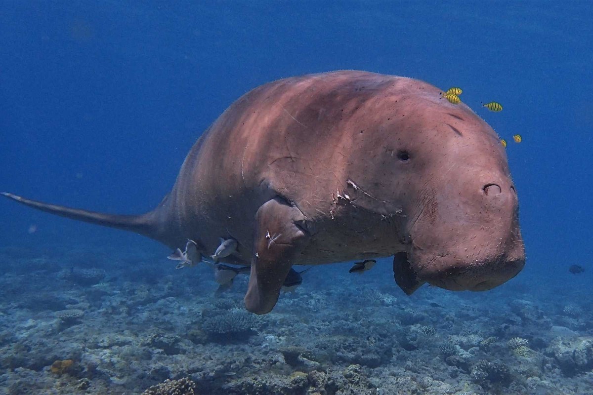 C’est ça, un dugong.