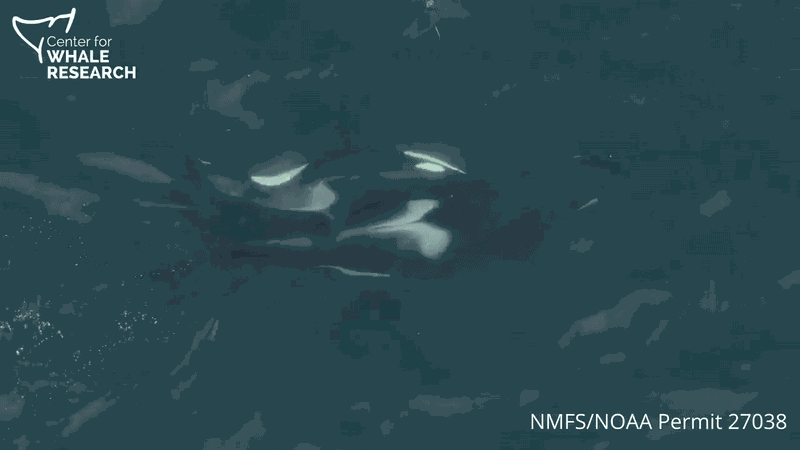 Animiertes GIF