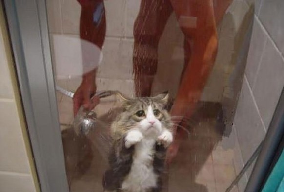 Arme Katze in der Dusche
Cute News
https://imgur.com/gallery/KzPYi
