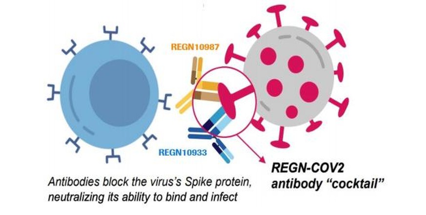 Grafik: Wirkungsweise des Roche-Regeneron-Medikaments Regn-Cov2
https://www.roche.com/dam/jcr:5345e0ad-1f18-4146-9962-07d0d7fdc089/en/20201015_bmk_q3.pdf