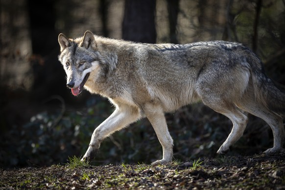 Ein Wolf im Wildpark Bruderhaus, aufgenommen am Montag, 5. Februar 2024 in Winterthur. (KEYSTONE/Michael Buholzer)