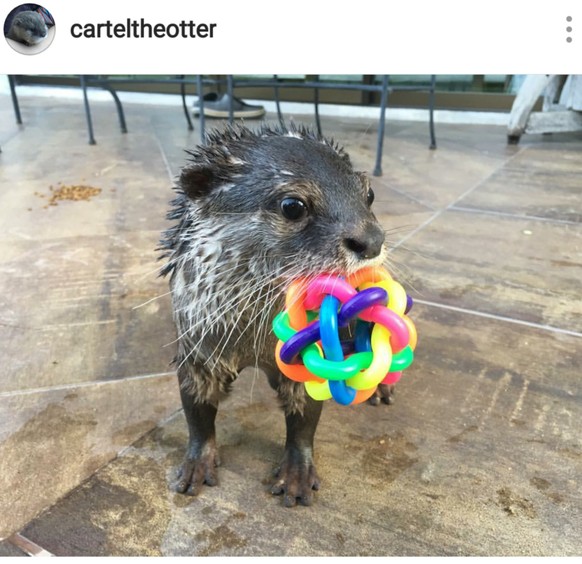 Herzlichen Glückwunsch, es ist eine Fledermaus. Zeit für lustige Tierbilder
Er wollte auch noch bei den Cute news mitspielen