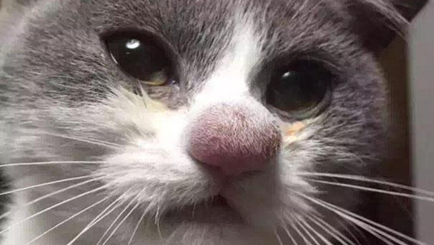 Diese 18 Katzen wurden Opfer von Bienen und Wespenstichen watson