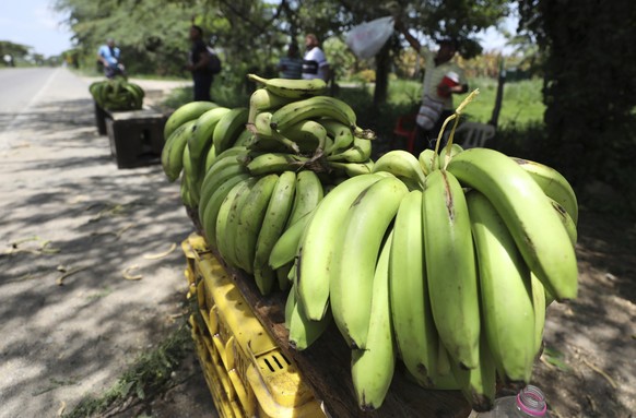 A man sells bananas near a quarantined banana plantation affected by a destructive fungus near Riohacha, Colombia, Thursday, Aug. 22, 2019. A disease that ravages banana crops has made its long-dreade ...
