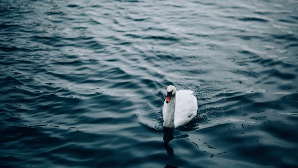 Schwan, Schwäne
https://unsplash.com/photos/Za3z3szlyYg