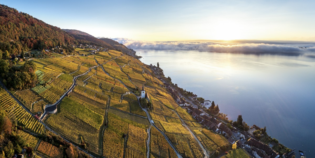 Reference: Schweiz. ganz natuerlich.Morgenstimmung ueber dem Rebberg von Ligerz mit Blick Richtung Biel.  Switzerland. get natural.Morning mood over the vineyard of Ligerz with view towards Biel. ...