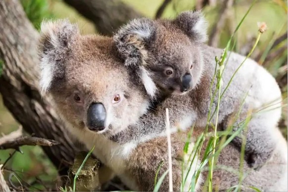 cute news tier koala

https://www.reddit.com/r/NatureIsFuckingLit/comments/1jea1l4/koala_and_wombat_joeys_hangn_with_ma/