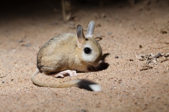 Springmaus/Jerboa