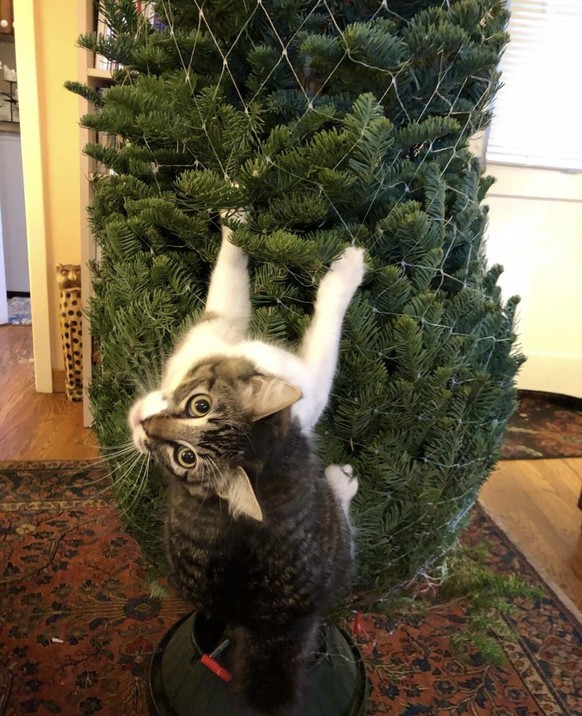 cute news tier katze

https://www.reddit.com/r/AnimalsBeingDerps/comments/1h5mqa1/her_first_christmas/