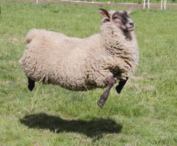 cute news tier schaf

https://ch.pinterest.com/pin/66146688264496022/