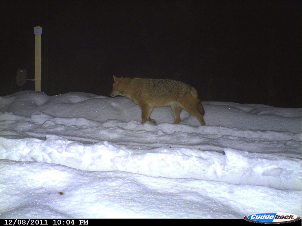 Das erste Foto eines Goldschakals in der Schweiz entstand während dem Luchsmonitoring in den Nordwestalpen im Winter 2011/12.