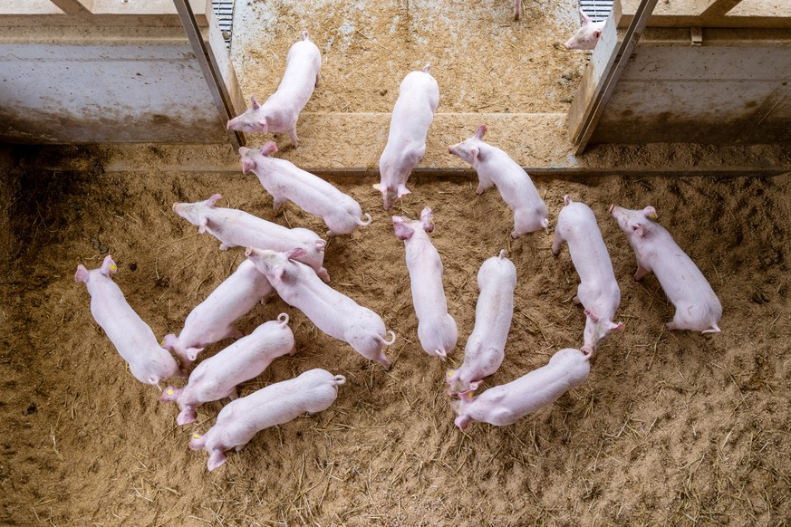 Schweine stehen im Wuehlbereich der neuen Stallanlage am Mittwoch, 11. Dezember 2024 beim Hof Truellental in Daiwil, Gemeinde Willisau. Auf dem Hof Truellental wurde mit Unterstuetzung durch das Forsc ...