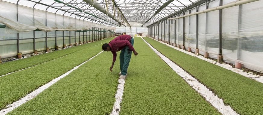 Der Fluechtling Ali Abdirisaq bei der Arbeit, fotografiert anlaesslich einer Medienkonferenz zum Thema: Fluechtlinge als Arbeitskraefte in der Landwirtschaft, am Mittwoch, 20. Mai 2015, auf dem Hofgut ...