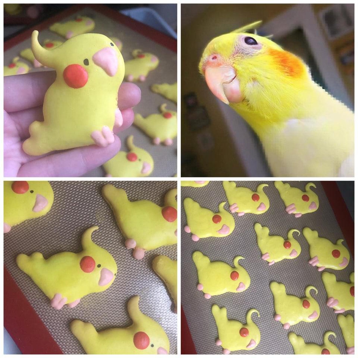 backen tier