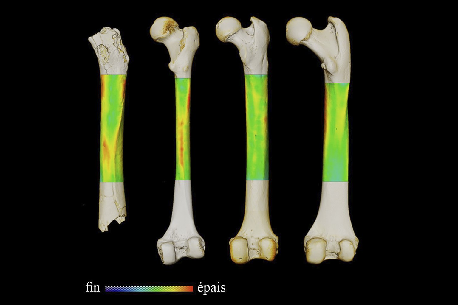 Die Forscher analysierten und verglichen die Oberschenkelknochen von Sahelanthropus tchadensis, eines modernen Menschen, eines Schimpansen und eines Gorillas (v.l.n.r.).