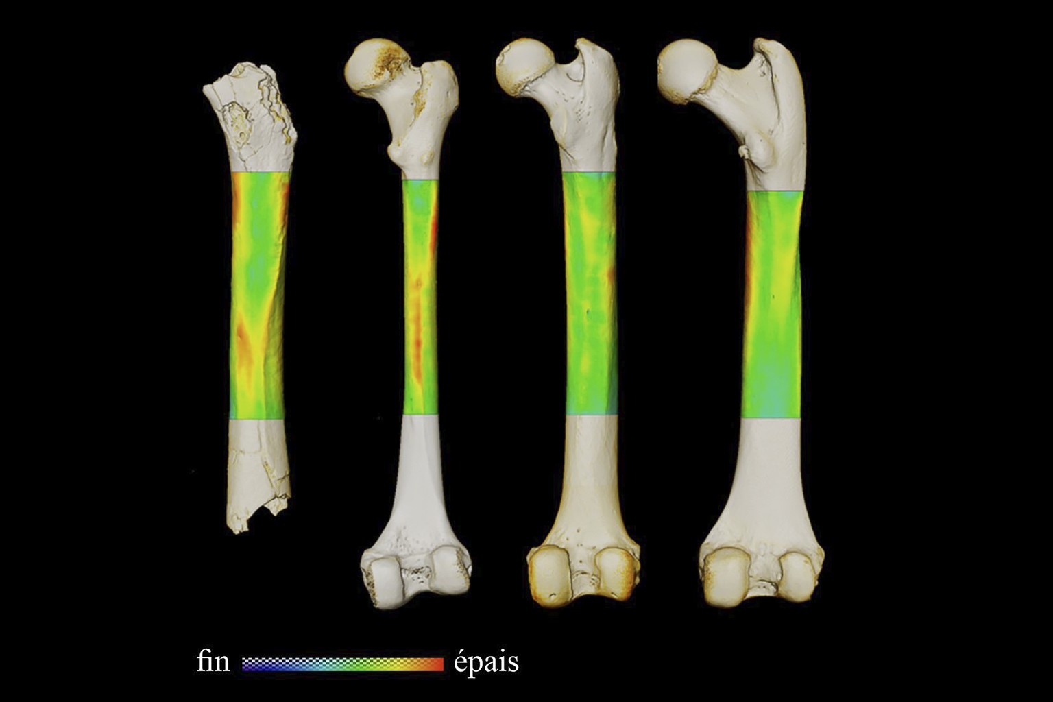 This photo provided by the University of Poitiers in August 2022 shows an example of analysis performed to work out how Sahelanthropus tchadensis moved. From left are the femurs of Sahelanthropus tcha ...