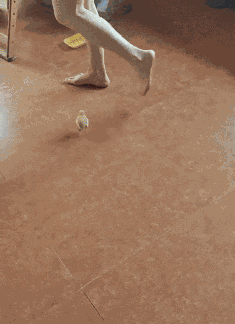 Animiertes GIF
