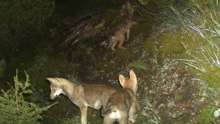 ZUR MELDUNG, DASS DIE KANTONE ST. GALLEN UND GRAUBUENDEN ZWEI WOELFE AUS DEM CALANDA-RUDEL ZUM ABSCHUSS FREIGEBEN WOLLEN, STELLEN WIR IHNEN AM MONTAG, 30. NOVEMBER 2015, FOLGENDES ARCHIVBILD (HANDOUT) ...