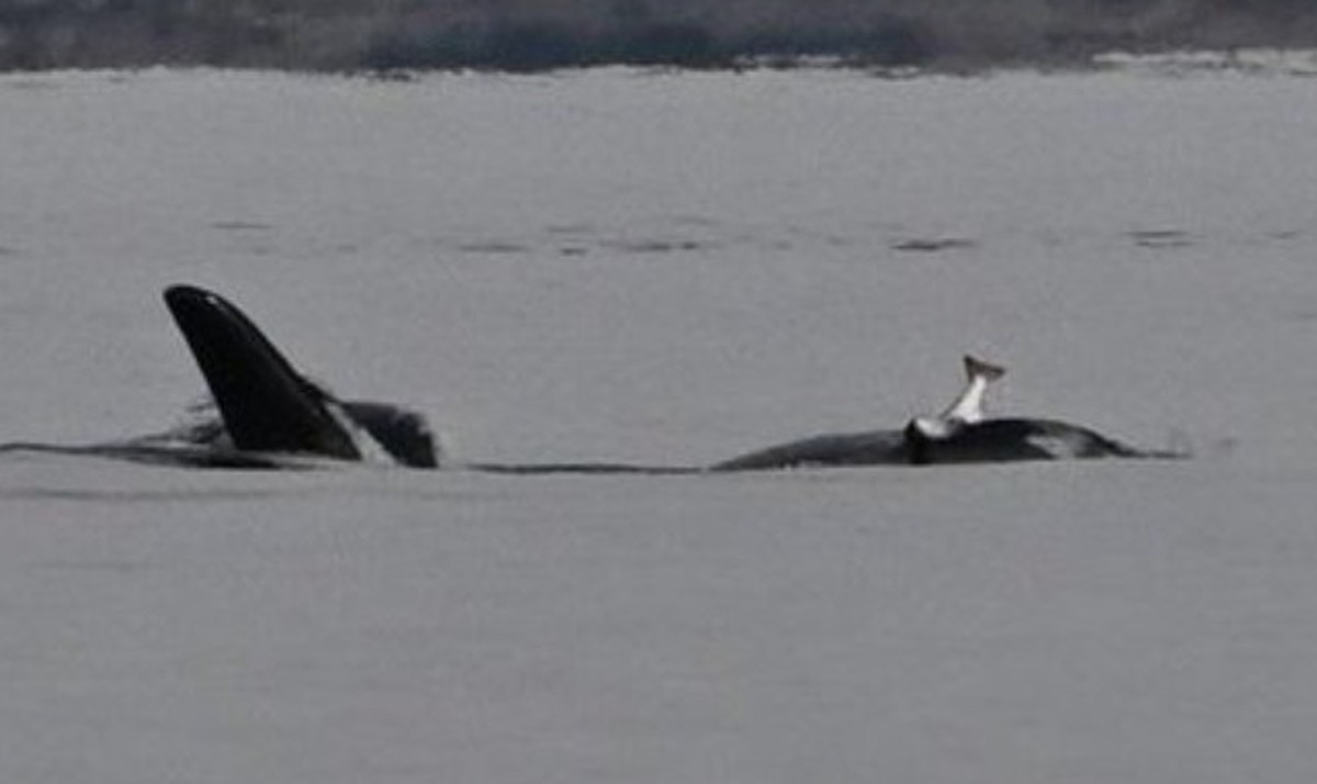 cute news tier orca