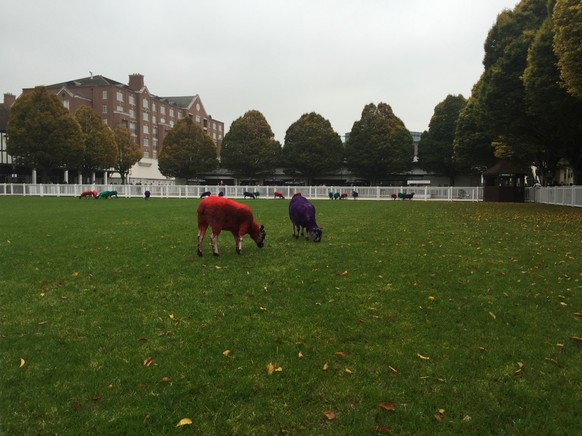 Farbige Schafe – why not?