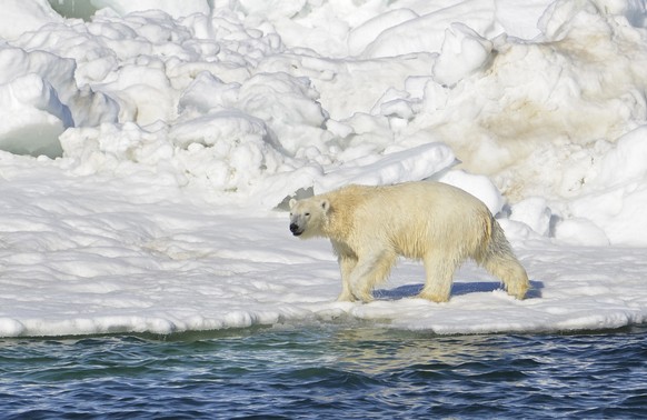 FILE - In this June 15, 2014 file photo, a polar bear dries off after taking a swim in the Chukchi Sea in Alaska. About a third of the world&#039;s polar bears could be in imminent danger from greenho ...