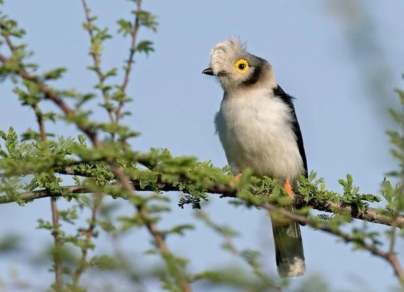 cute news tier vogel Weissschopf-Brillenvanga

https://www.reddit.com/r/NatureIsFuckingLit/comments/1c690xb/whitecrested_helmetshrike/