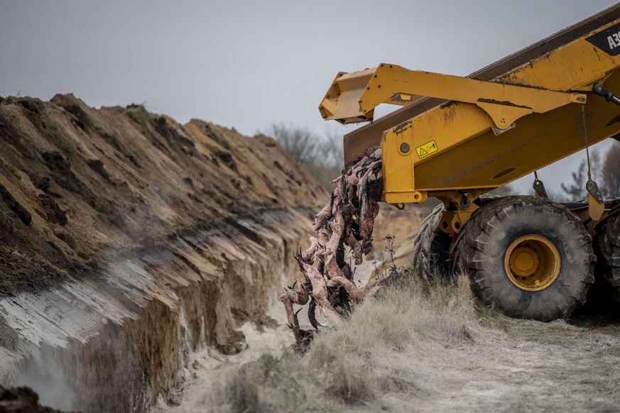 epaselect epa08810861 Members of Danish health authorities assisted by members of the Danish Armed Forces dispose dead mink in a military area near Holstebro in Denmark, 09 November 2020 (issued 10 No ...