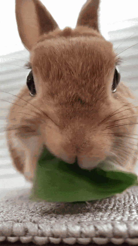 Animiertes GIF