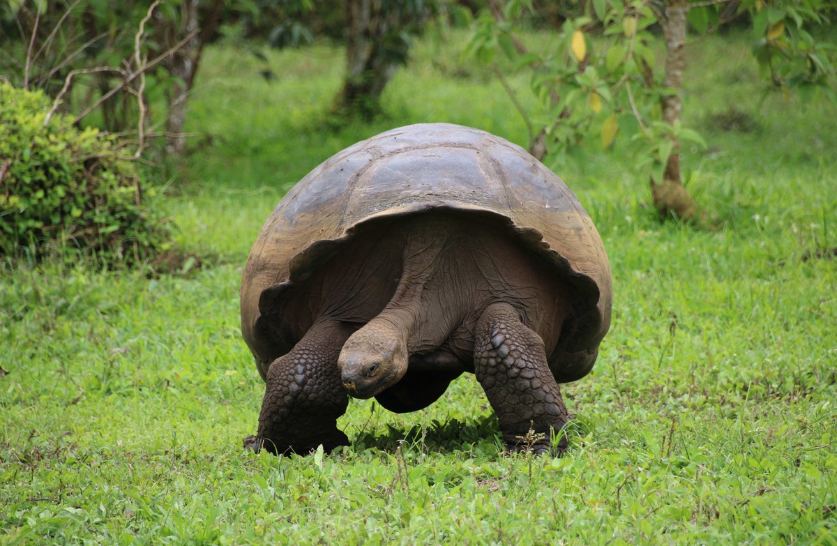 epaselect epa09583384 A giant tortoise walks on the island of Santa Cruz, in the Galapagos archipelago, Ecuador, 13 November 2021 (issued 15 November 2021). Ecuador seeks a "green" way out o ...