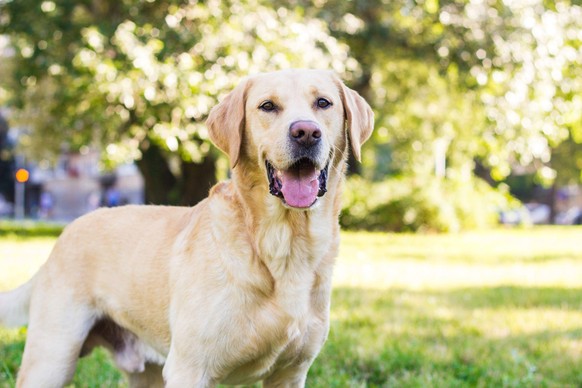 Un labrador Un labrador
