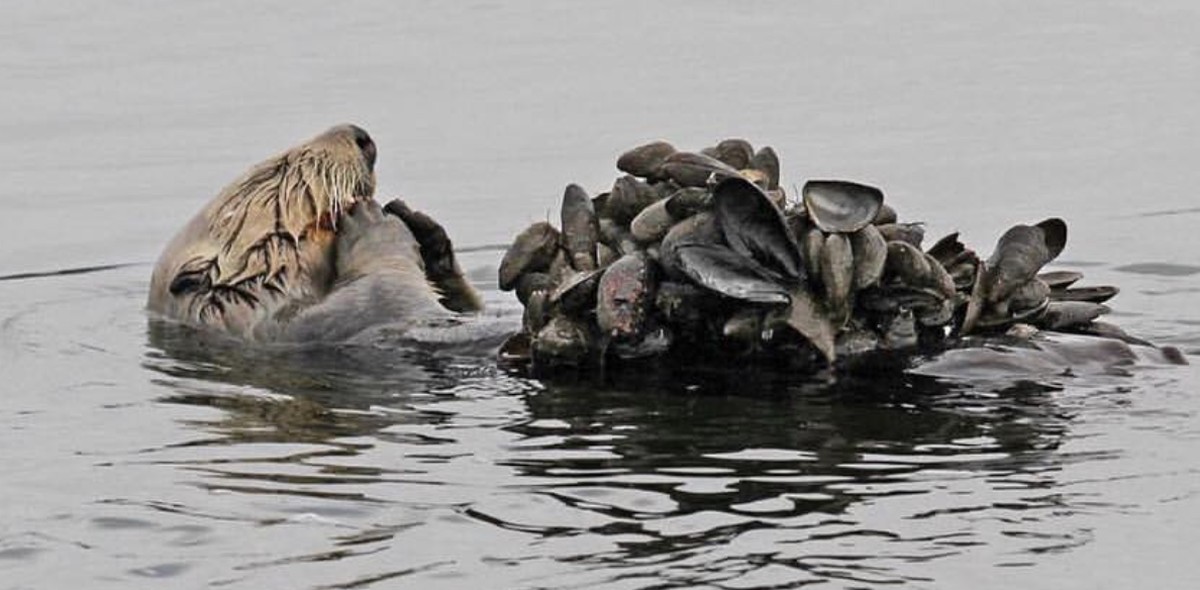 cute news tier otter

https://www.reddit.com/r/Sea_otters/comments/1cvpcor/someone_is_getting_ready_for_a_feast_credit_to/