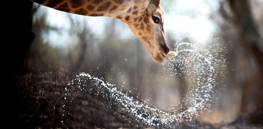 ARCHIV --- ZUR MELDUNG, DASS DIE GIRAFFEN ALS GEFAEHRDET AUF DER ROTEN LISTE STEHEN, STELLEN WIR IHNEN FOLGENDES BILD ZUR VERFUEGUNG --- In this photo taken Tuesday, Aug. 18, 2015, a giraffe drinks at ...