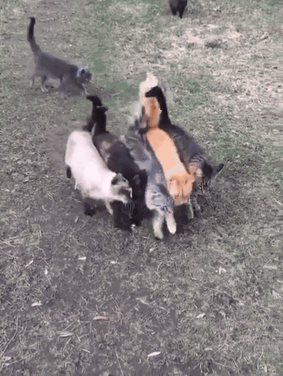 Animiertes GIF