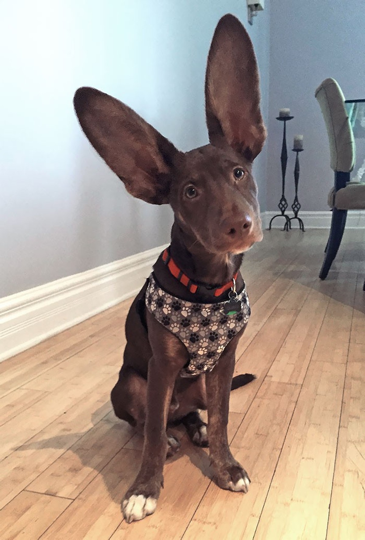 cute news tier mit grossen ohren hund

https://www.reddit.com/r/aww/comments/4cl82g/comment/d1ka44j/